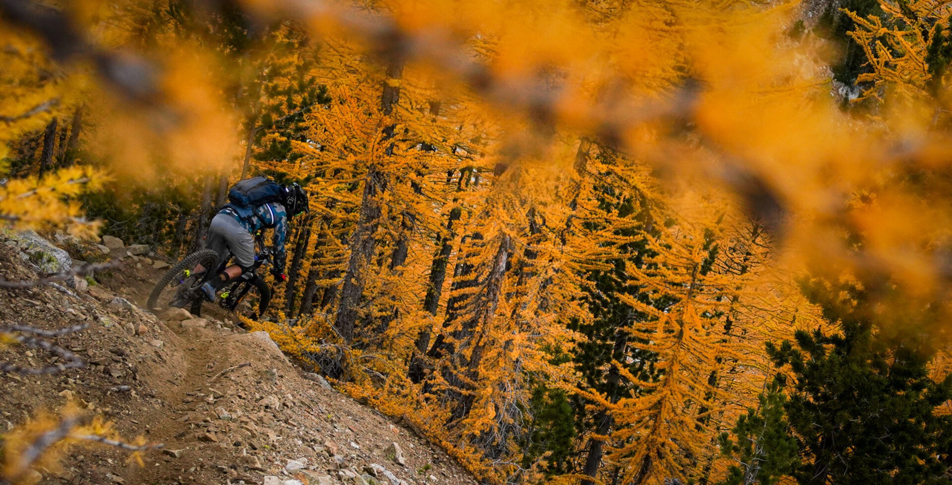 Jameson Florence drops into a sea of yellow larches on Stage 10 at Trans-Cascadia 2021 in the Sawtooth backcountry of northern Washington. Photo: Ian Terry