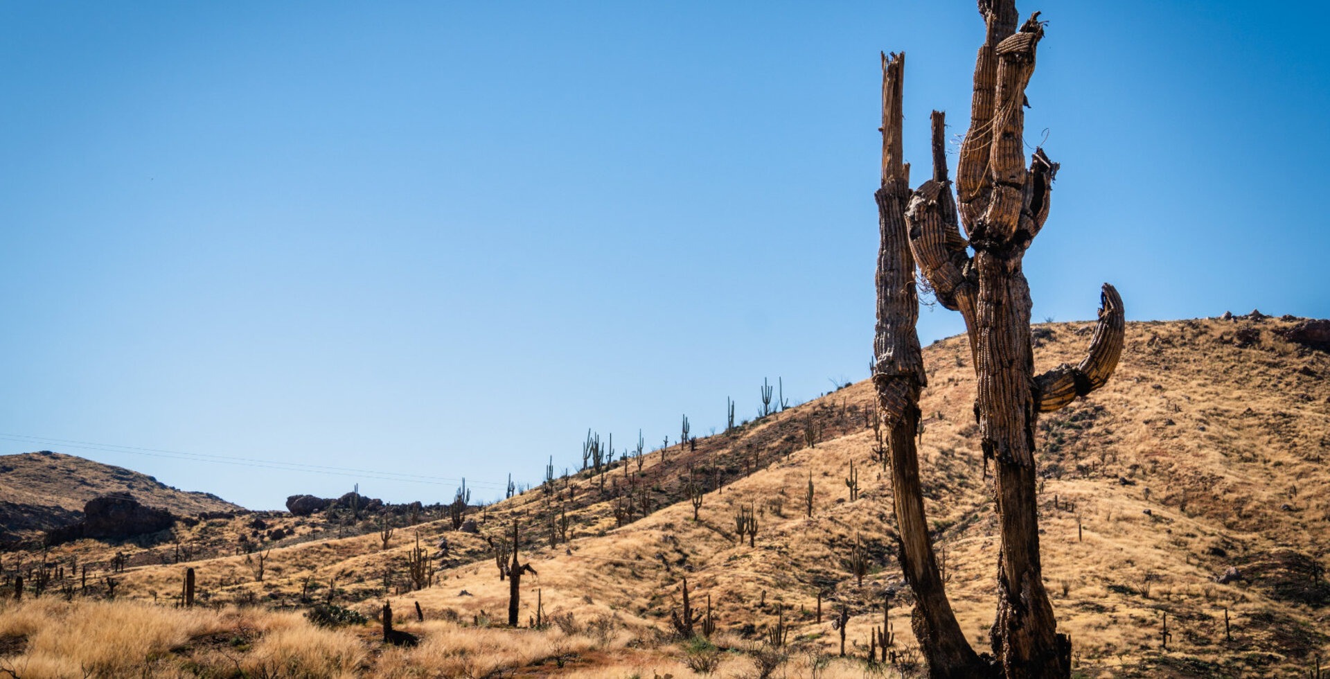 A scorched saguaro cactus stands in the southern Arizona desert. Arizona's ten most devastating wildfires on record have occurred in the past two decades.
