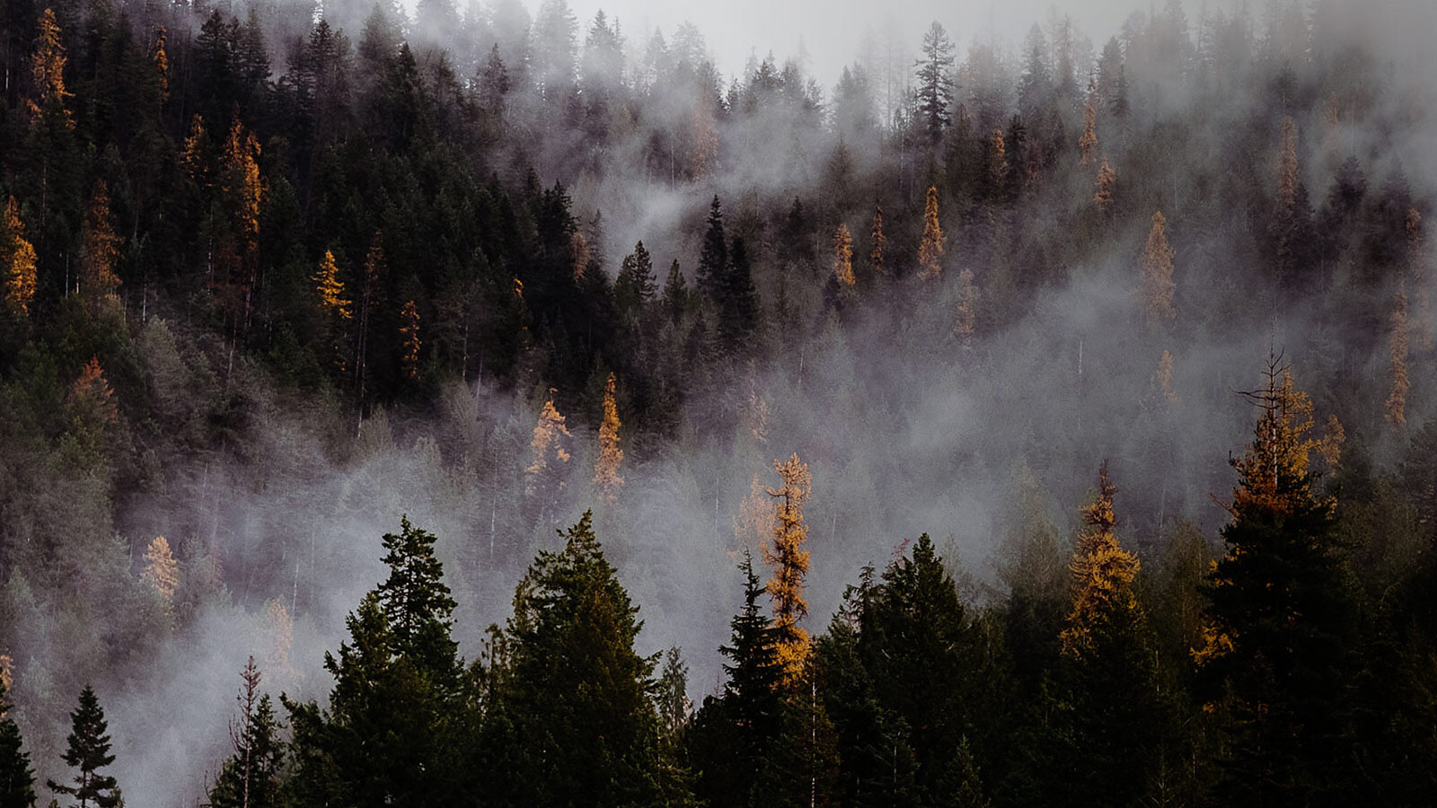 Sandpoint Resurfaces as a Singletrack Sanctum | The Skiers of Summer ...