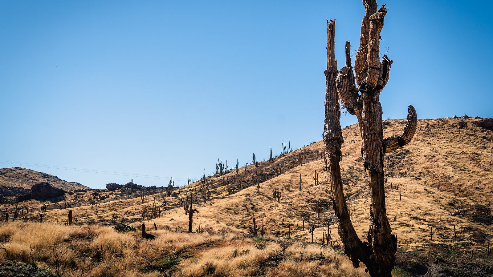 Saving the West's most iconic cactus from climate change