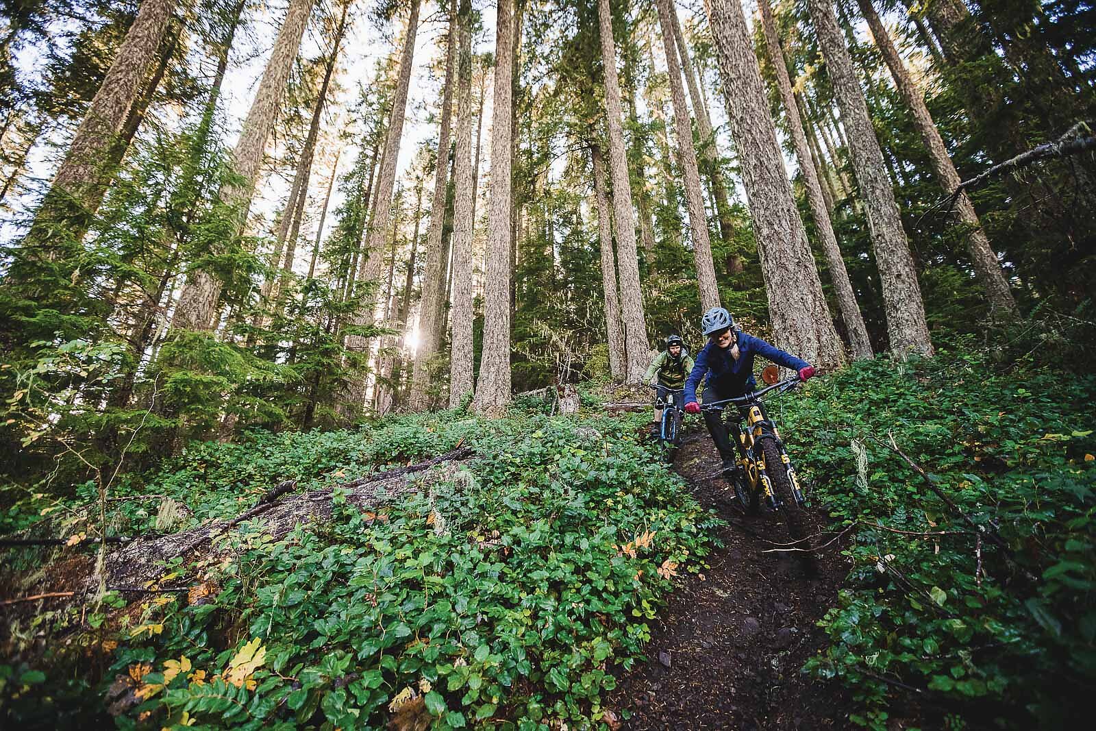 Pacific timber trail online mountain bike