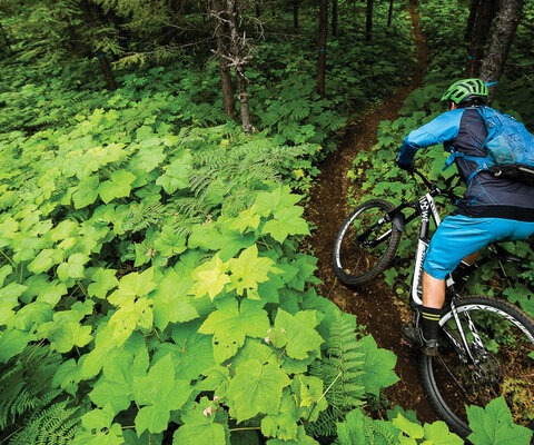 The topography outside of New Denver is steep and varied and the Butter Trail is the perfect showcase, winding from open fields of ferns to towering old-growth forests. Stu Dickson dips in to samples the goods. NIKON, 1/1000 sec, f/4.0, ISO 1600