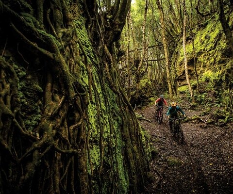 Steep, deep and untracked—the fertile volcanic soil of the Azores also happens to make for some ultra-loamy trail conditions. Guide and purveyor of the local bike scene, Carlos Dos Santos, leads the author through a chute while touring the trail offerings for his planned Trans-Atlantis enduro race.