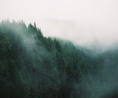 Although Oregon’s current crop of trees is relatively young, this ecosystem is the only area of noteworthy size on Earth where conifers dominate the landscape as they did in the Triassic and Jurassic periods 200 million years ago. The Pacific temperate rainforest, and it’s prehistoric esque features contribute to the magic of the riding experience in Oregon. Photo: Will Cadham