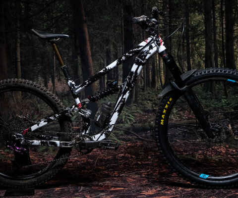 Palm trees in the dank PNW woods.