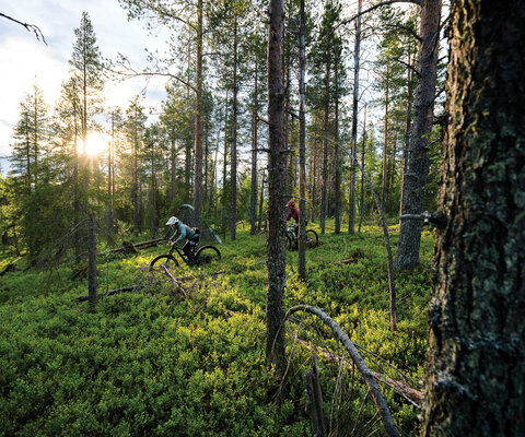 At 11 p.m., the sun still shines through the Finnish forest as Essi Toikkanen leads author Caroline McCarley through the roots and loam of the Vielmanrakka Trail.